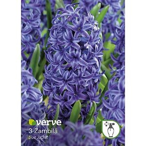 Bulbi VERVE Hyacinth, albastru