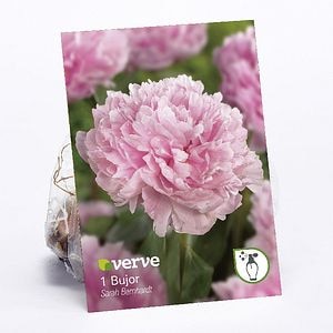 Bulbi Bujori VERVE, rosu