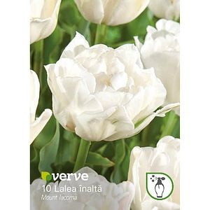 Bulbi VERVE Lalea Mount Tacoma, alb