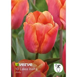 Bulbi VERVE Lalea, portocaliu