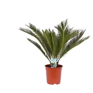 Planta decorativa de interior, in ghiveci, inaltime 50 - 60 cm