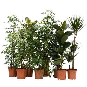 Planta decorativa de interior, in ghiveci, inaltime 120 - 140 cm