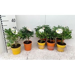 Aster mix