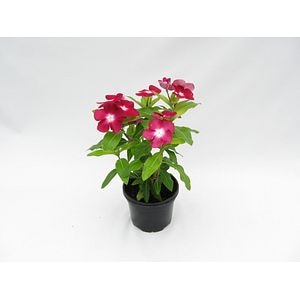 Cataranthus vinca, in ghiveci, 10.5 cm