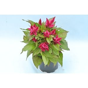 Celosia Cosmo 12