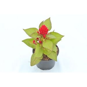 Creasta cocosului, in ghiveci, 9 cm