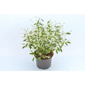 Chamaesyce, in ghiveci, 12 cm