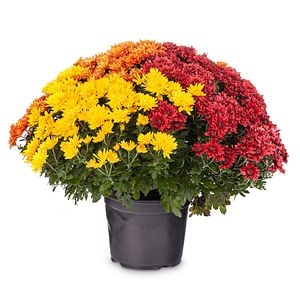 Chrysanthemum Tricolor 19
