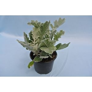 Cineraria Maritima 9