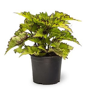 Coleus, in ghiveci, 12 cm  Kingfisher