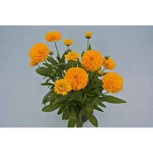 Coreopsis Grandiflora 12