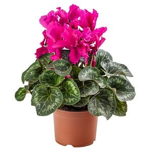 Cyclamen, in ghiveci, 14 cm 