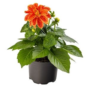 Dahlia Dalina, in ghiveci, 12 cm 