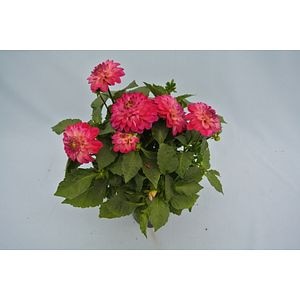 Dahlia Maxi, in ghiveci, 19 cm