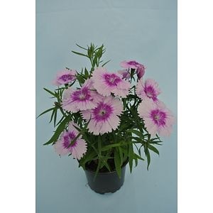 Dianthus Chinensis, in ghiveci, 10.5 cm 