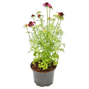 Echinacea Purpurea 19