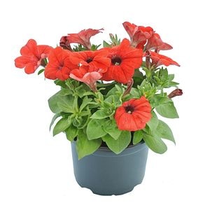 Petunia Crug, in ghiveci, 12 cm