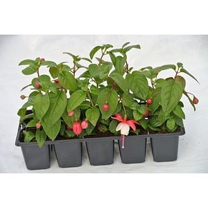 Fuchsia Pack, in ghiveci, 10 cm
