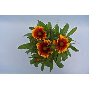 Gaillardia Aristata 12
