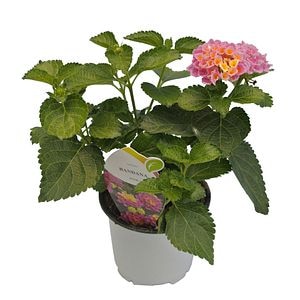Lantana 11