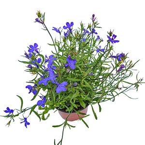 Lobelia, in ghiveci, 9 cm 