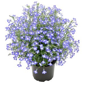 Lobelia Curgatoare, in ghiveci, 12 cm 