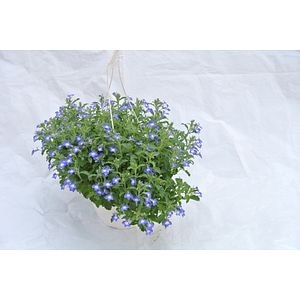 Lobelia Curgatoare, in ghiveci, 19 cm 