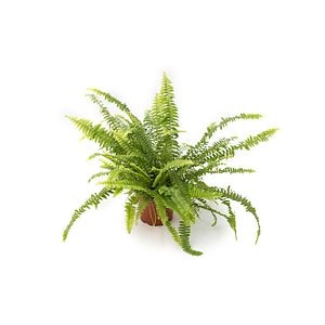 Nephrolepis Exaltata 12