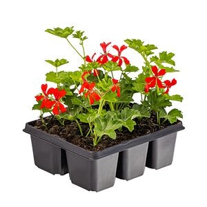 Pelarg Ville de Paris, in ghiveci, 2 rasaduri, 6 buc 