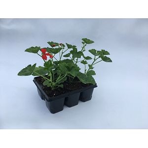 Pelarg Ville de Paris, in ghiveci, 6 buc 