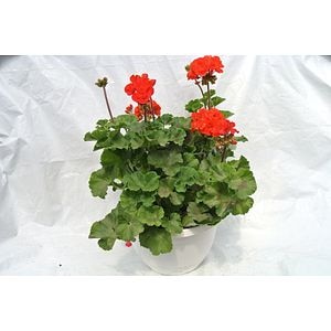 Pelargonium, in ghiveci, 30 cm 