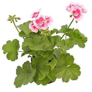 Pelargonium Zonale, in ghiveci, 12 cm 