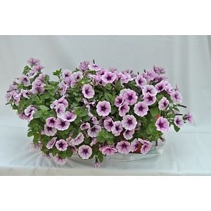 Jardiniera cu plante curgatoare, in ghiveci, 56 cm 