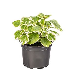 Iedere curgatoare, in ghiveci, 12 cm 