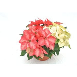 Poinsettia mixt, in ghiveci, 35 cm  