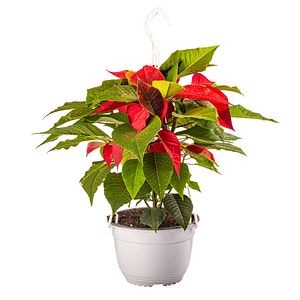 Poinsettia cu sclipici 19