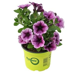 Potunia, in ghiveci, 12 cm  
