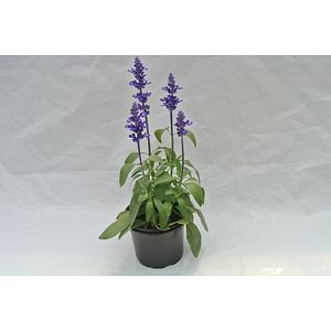 Salvia Farinacea, in ghiveci, 12 cm