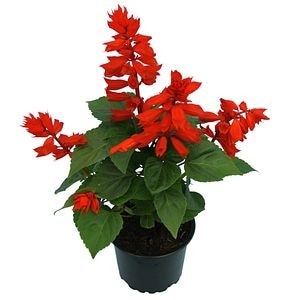 Salvia Farinacea, in ghiveci, 9 cm  