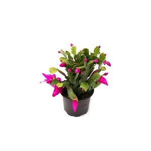 Schlumbergera 9