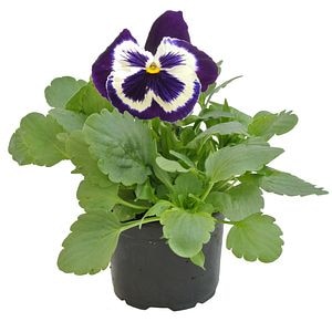 Viola X Witrockiana, in ghiveci, 9 cm