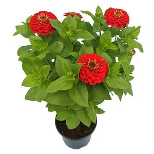 Zinnia, 10.5 cm  