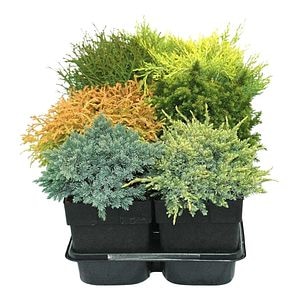 Conifer, diverse specii, 17 cm