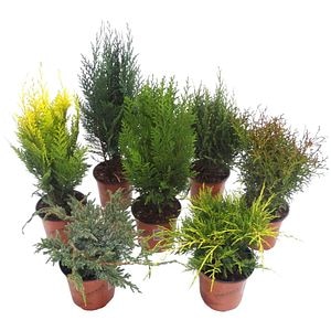 Conifer mix upright 13cm