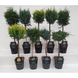 Coniferen pe stem 21cm