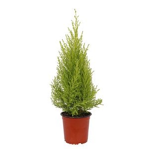 Cupressus Goldcrest Wilma Pyrami 14