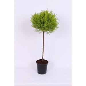 Cupressus goldcrest wilma duo ball