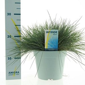 Festuca, albastru, 17 cm