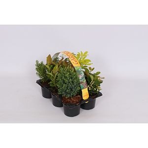 Shrub 6 Pack