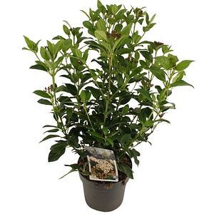 Viburnum tinus, 17 cm  